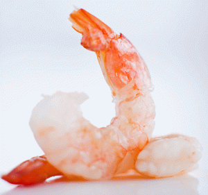 shrimp-medium