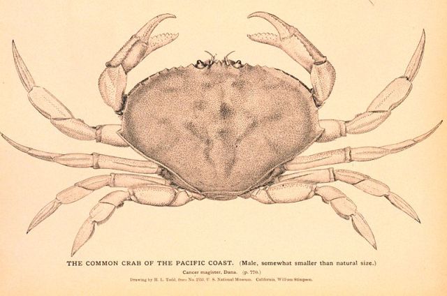crab_poster