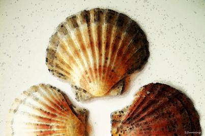 scallop-shells
